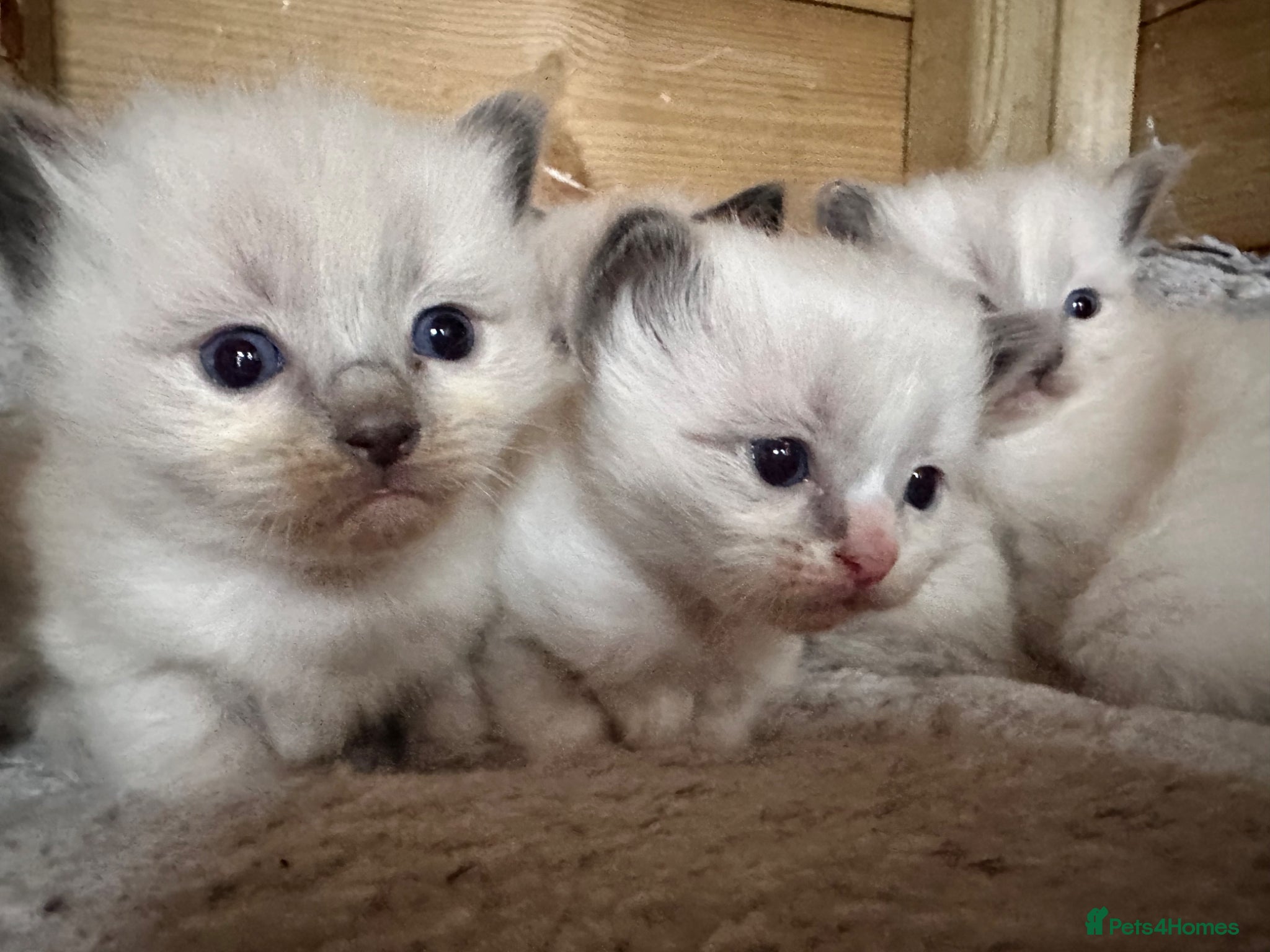 Ragdoll cats Gorgeous Ragdoll kittens  - Advert 7