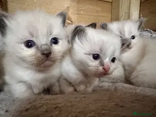 Ragdoll cats Gorgeous Ragdoll kittens - Advert 7