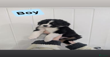 Australian Shepherd dogs - Advert 6