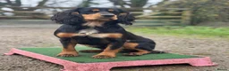 Cocker Spaniel dogs for stud: Cocker spaniel for stud - Advert 7
