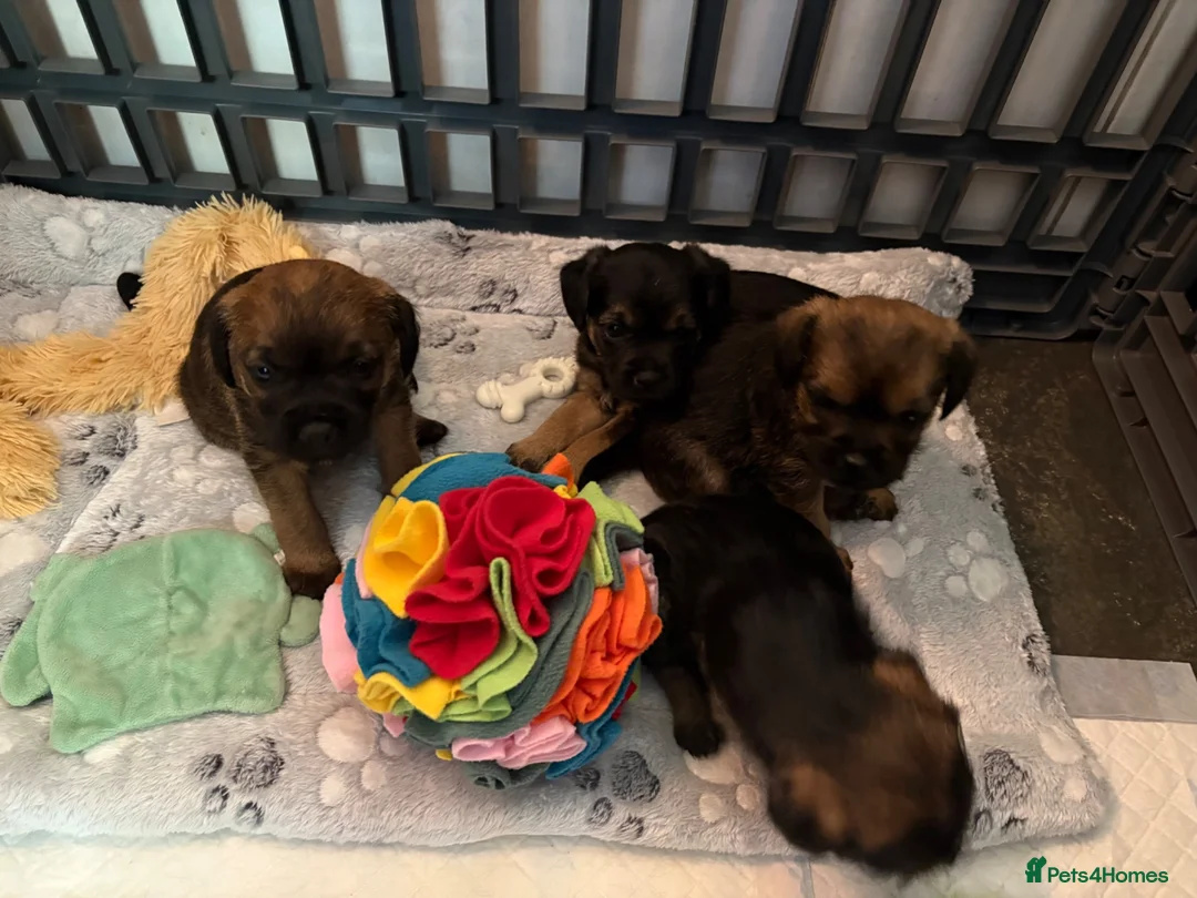 Border Terrier dogs for sale: KC Reg Border Terrier Puppies . - Advert 1