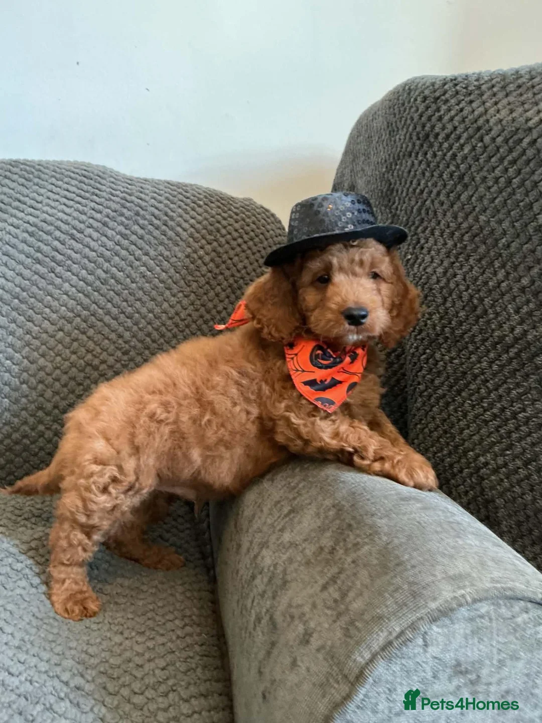 Cavapoo dogs for sale: 6 FOX RED CAVAPOO BOYS READY NOW - Advert 16
