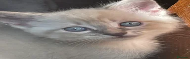 Zebby