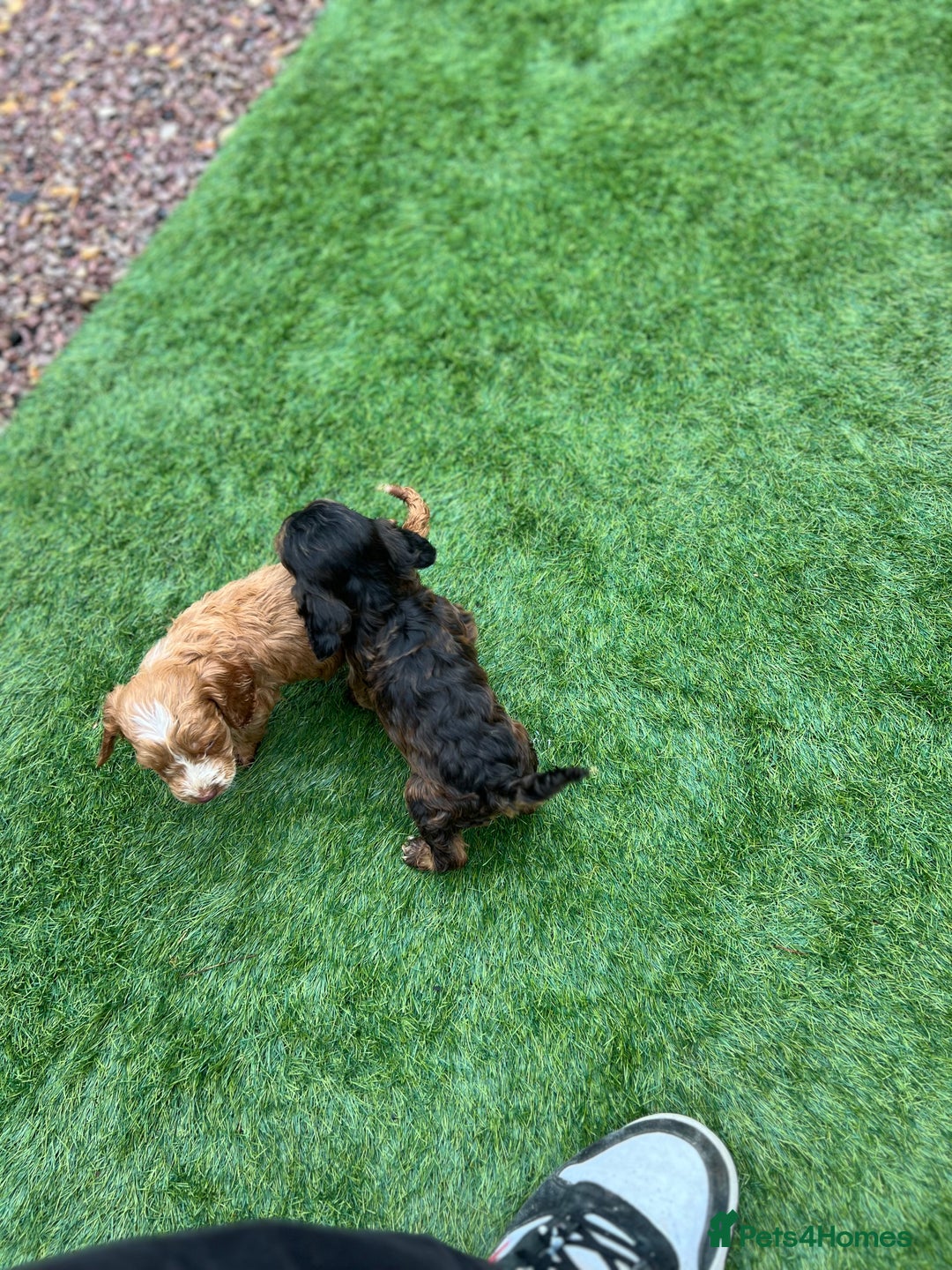 Cockapoo dogs for sale: Coockapoo - Image 3
