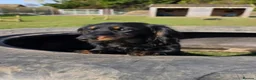 Miniature Dachshund dogs for stud: Miniature dachshund stud - Advert 5