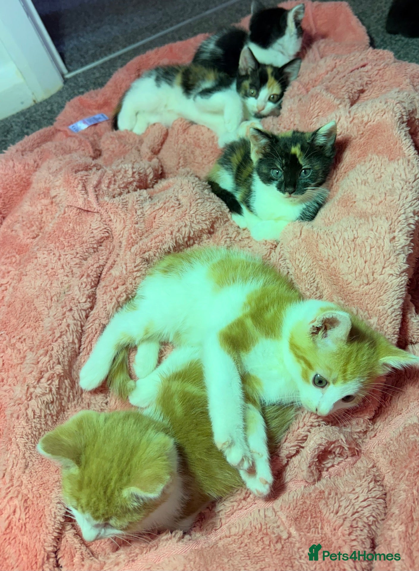 British Shorthair cats Mixed litter kittens - Advert 2