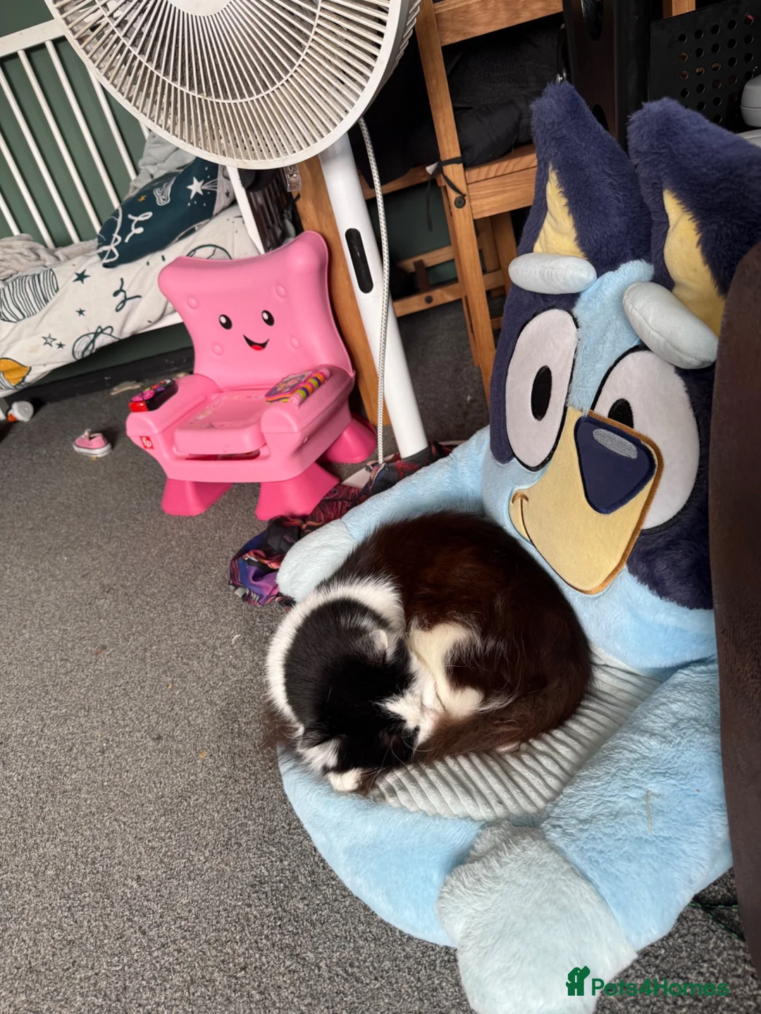 Mixed Breed cats for sale: Cat Needing New Home in Leicester - Advert 2