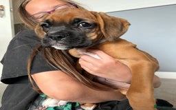 Boxer dogs for sale: 4 beautiful black masked KC Reg Boxer puppies  in Newton Abbot - Image 5