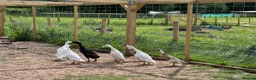 Ducks poultry for sale: Runner Ducks, various ages and prices  in Abergavenny - Advert 4