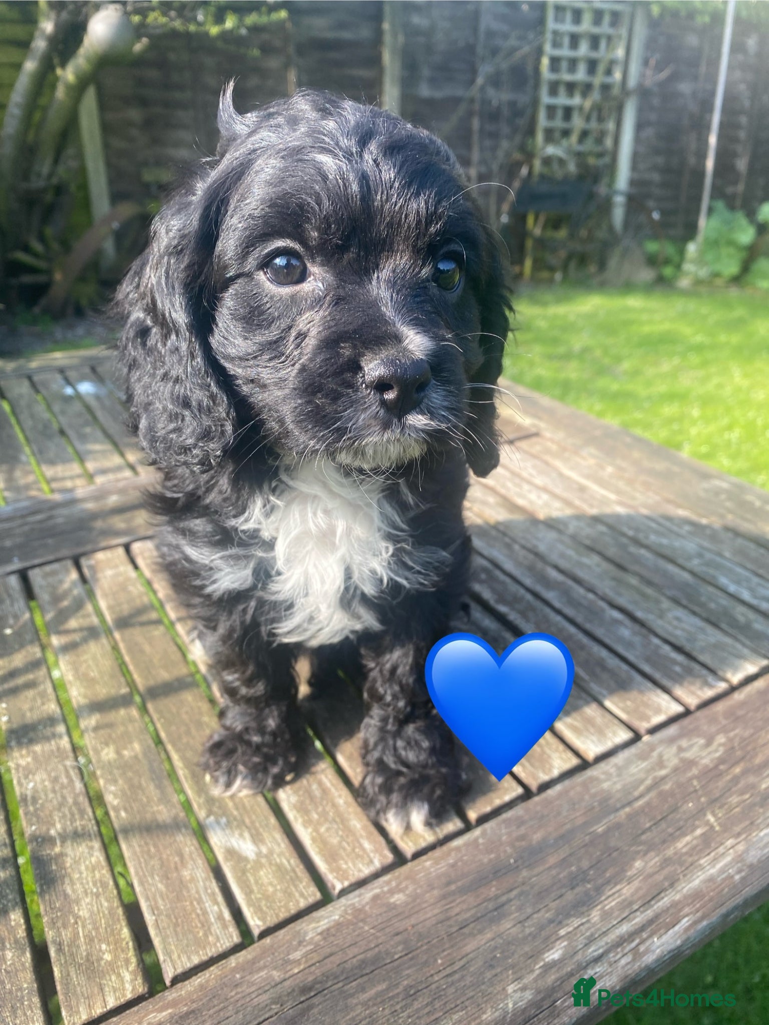 Cavapoo dogs F1 CAVAPOO BOY,READY NOW. - Advert 5