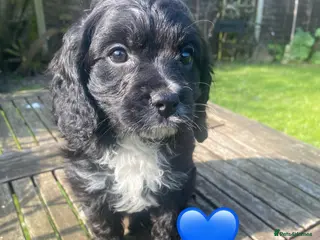 Cavapoo dogs F1 CAVAPOO BOY,READY NOW. - Advert 5