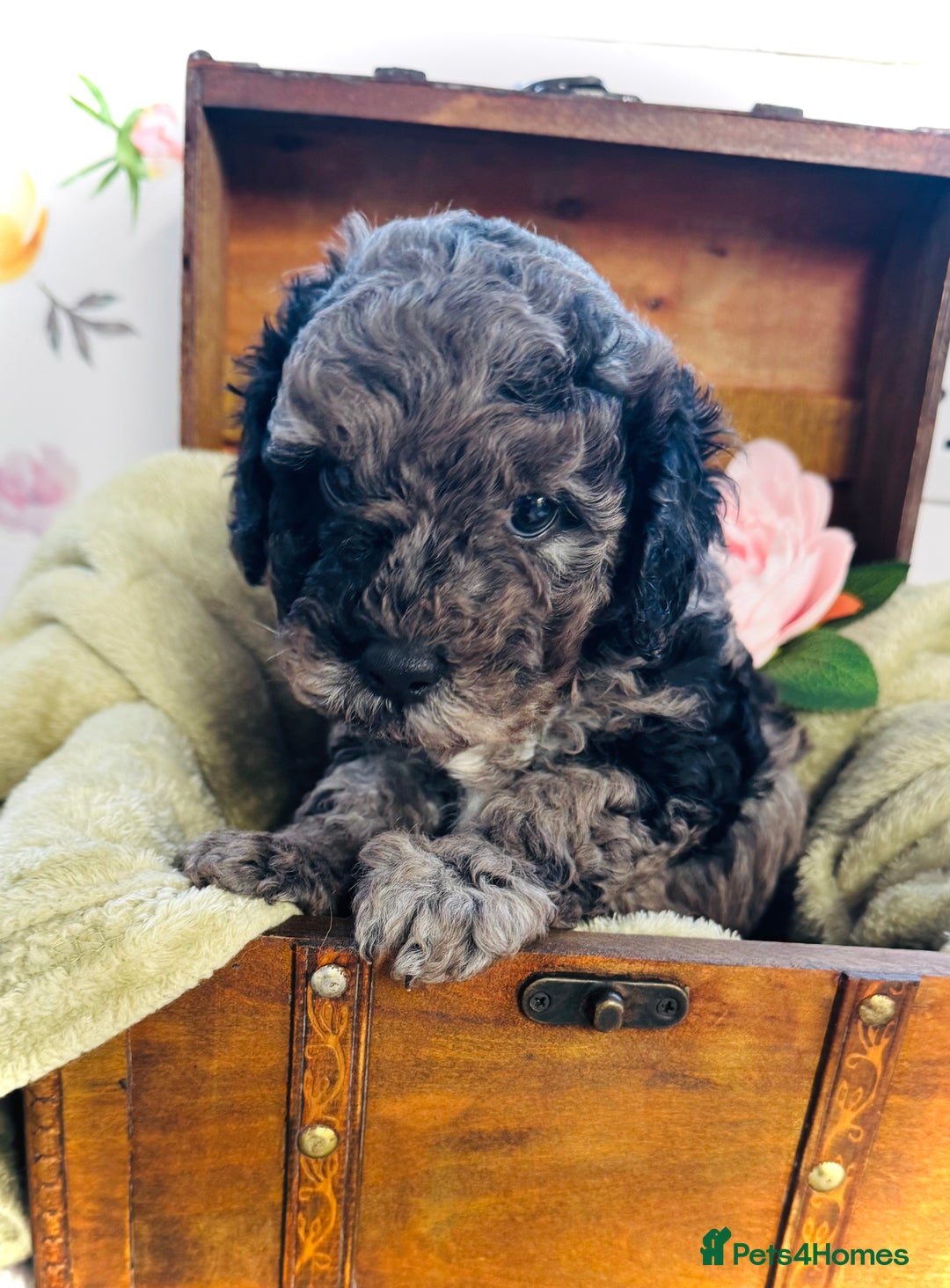 Cavapoochon dogs for sale: F1b Cavapoochon  - Image 7