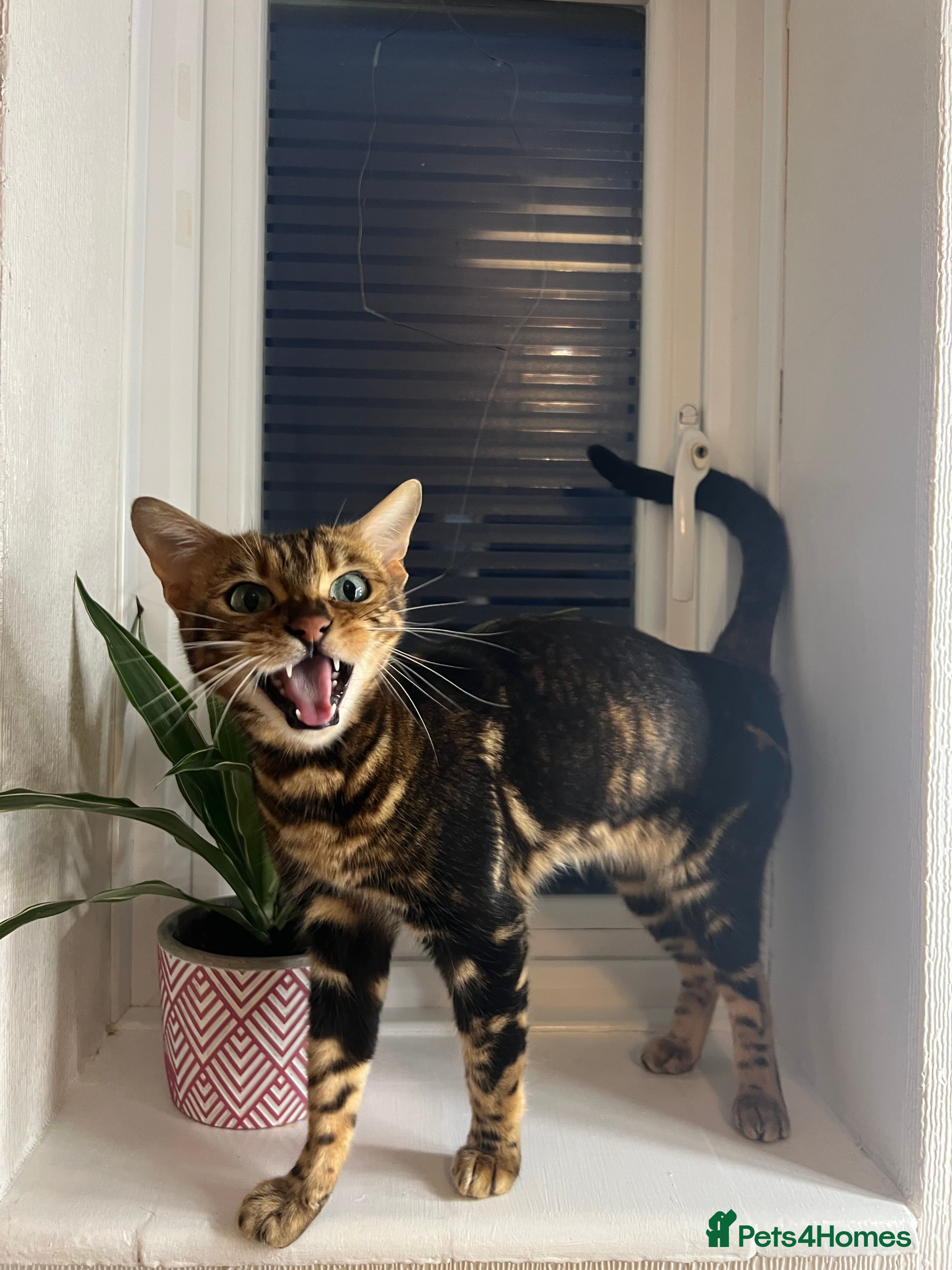 Bengal cats Marble Bengal Adult Female  - Advert 3