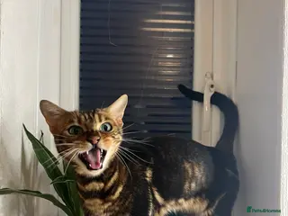 Bengal cats Marble Bengal Adult Female - Advert 3