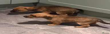 Border Terrier 4