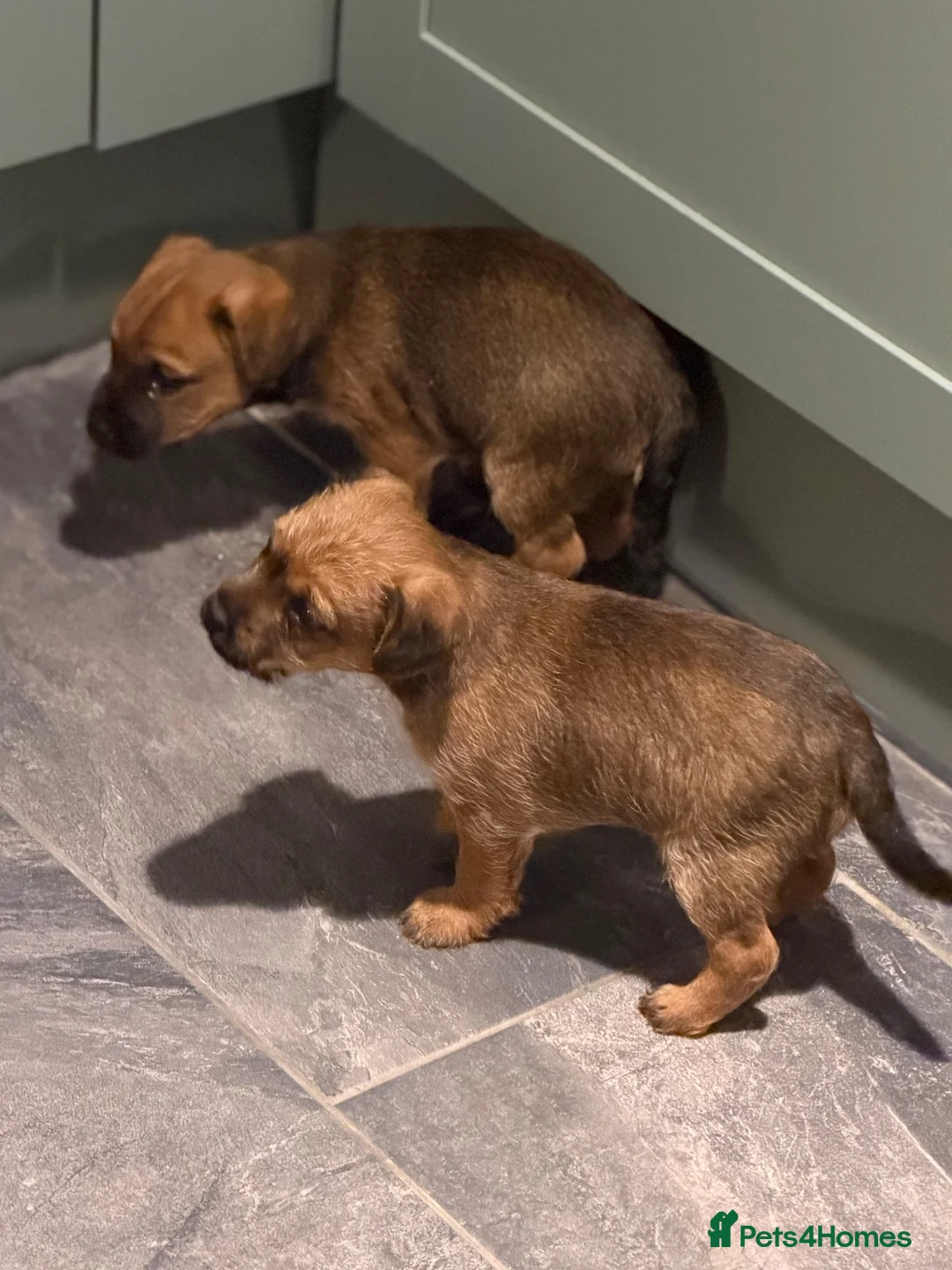 Border Terrier dogs for sale: Border pups  - Advert 18
