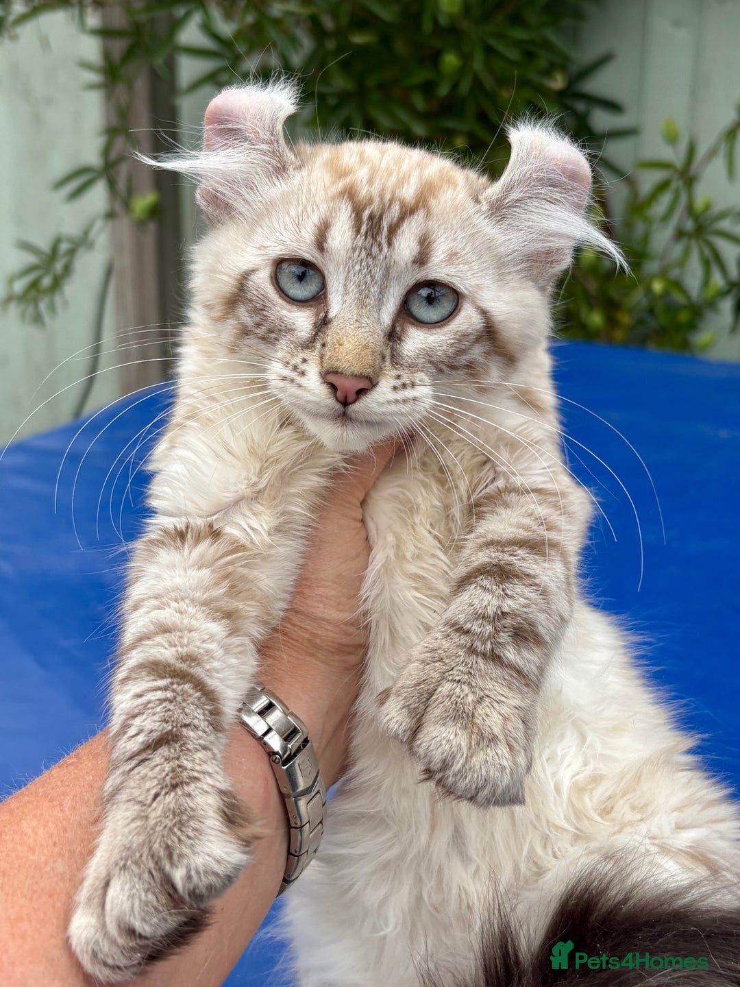Savannah cats for sale: Breath taking rare girl - Image 14