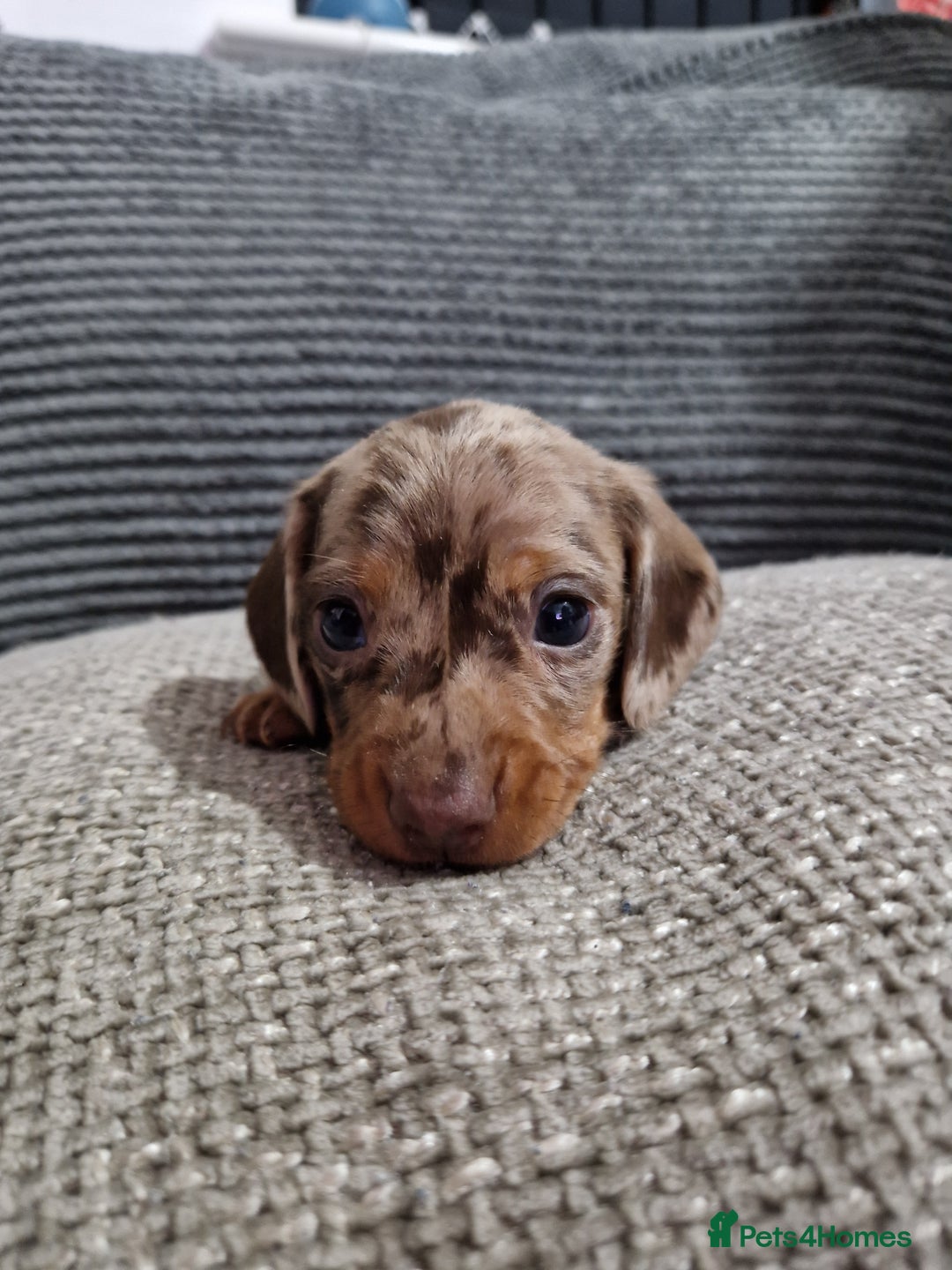Miniature Dachshund dogs for sale: Miniature Smooth Haired Dachshund  - Advert 3