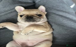 Frug dogs for sale: Girl frug ready to go to her forever home - Image 15
