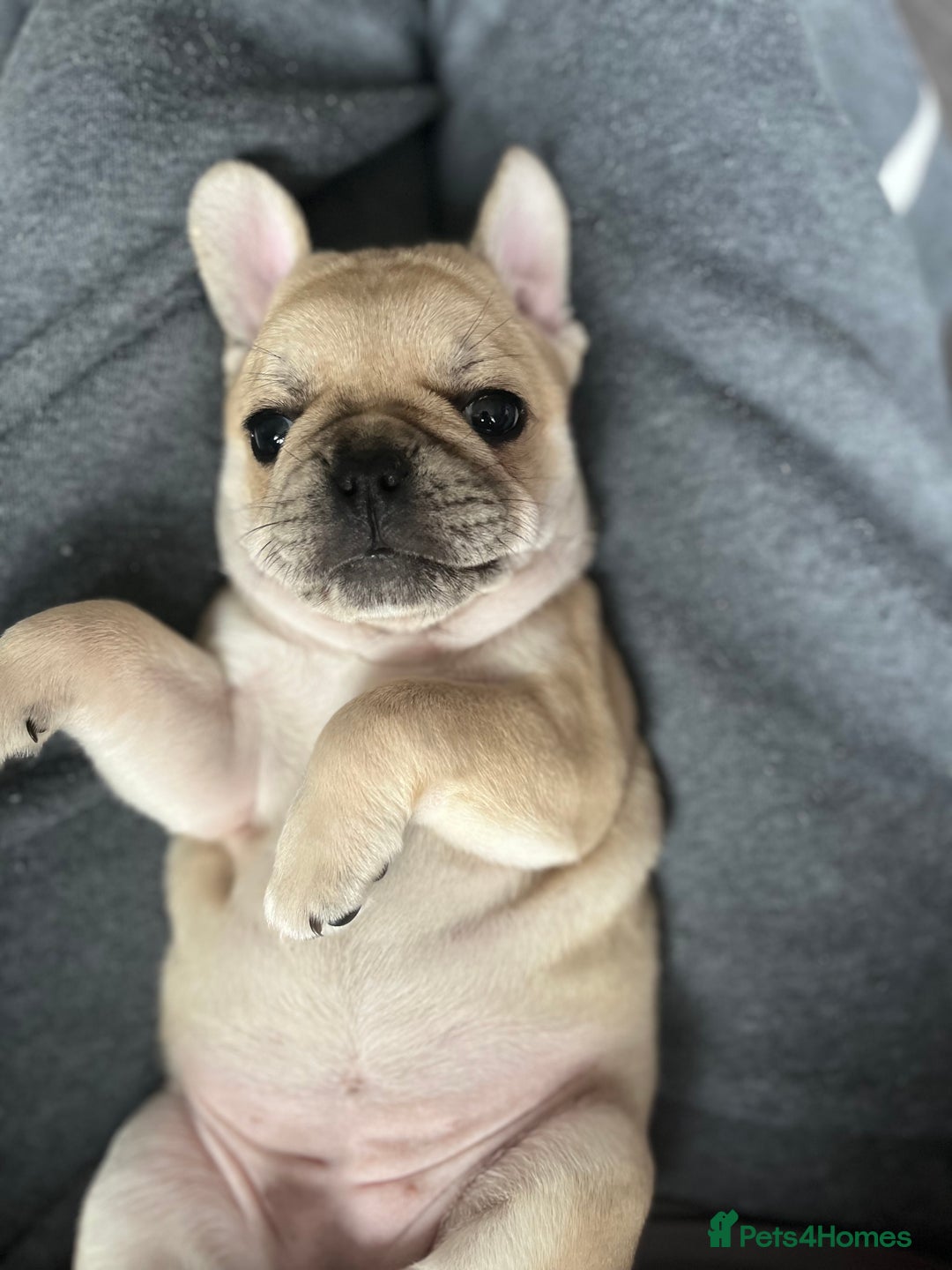 Frug dogs for sale: Girl frug ready to go to her forever home - Image 15