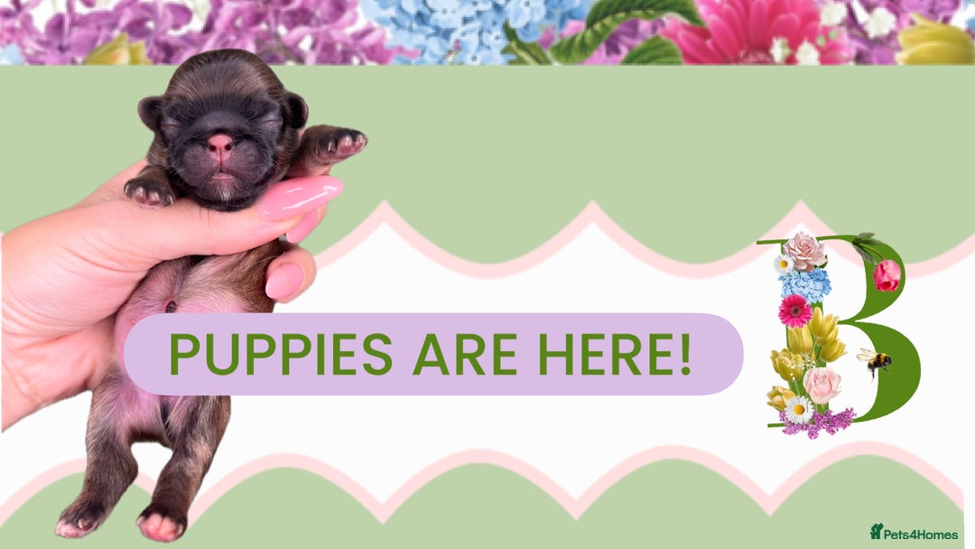 Pekingese dogs for sale: ⭐️PUPPIES ARRIVED⭐️ - Advert 1