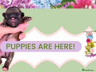 Pekingese dogs ⭐️PUPPIES ARRIVED⭐️ - Advert 8