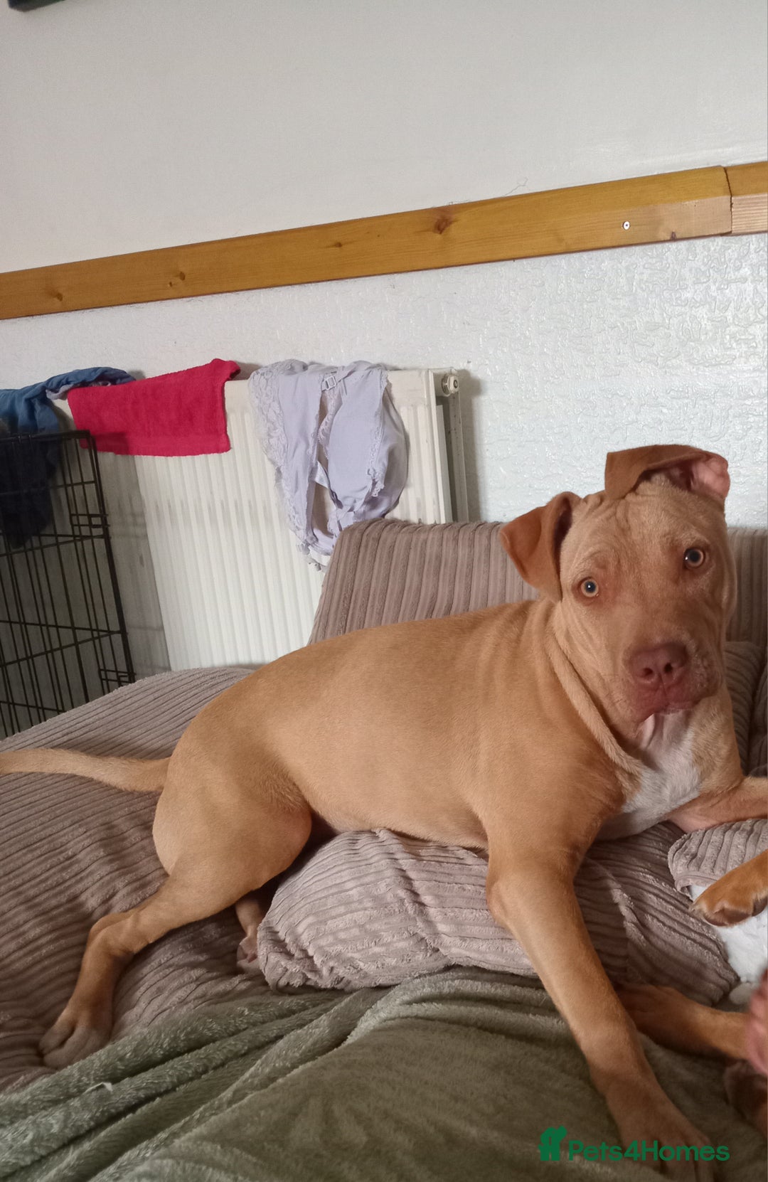 Mixed Breed dogs for sale: Crossbreed  - Image 8