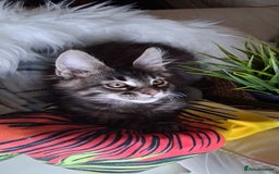 Maine Coon cats for sale: MAINE COON XL purebred registered active - Image 9