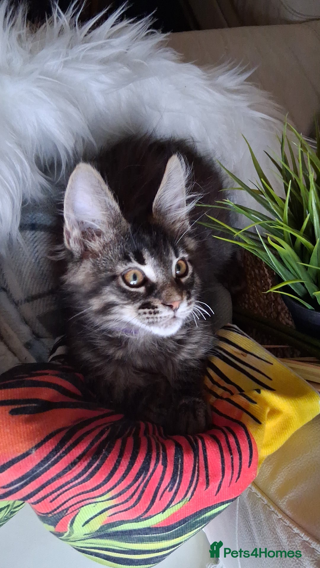 Maine Coon cats for sale: MAINE COON XL purebred registered active - Image 9