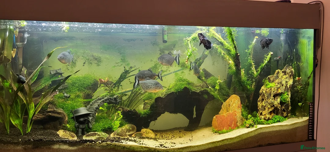 Piranhas fish for sale: Red belly piranha in Waltham Cross - Advert 2