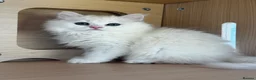 British Longhair cats for sale:  Longhair Silver Point & Golden Point Kittens - Advert 10