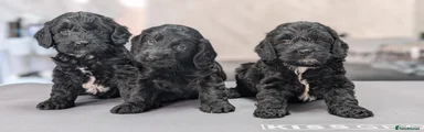 Cockapoo 3