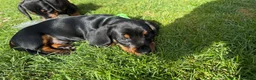 Miniature Dachshund dogs for sale: Miniature short haired Dachshund Puppy’s - Advert 22