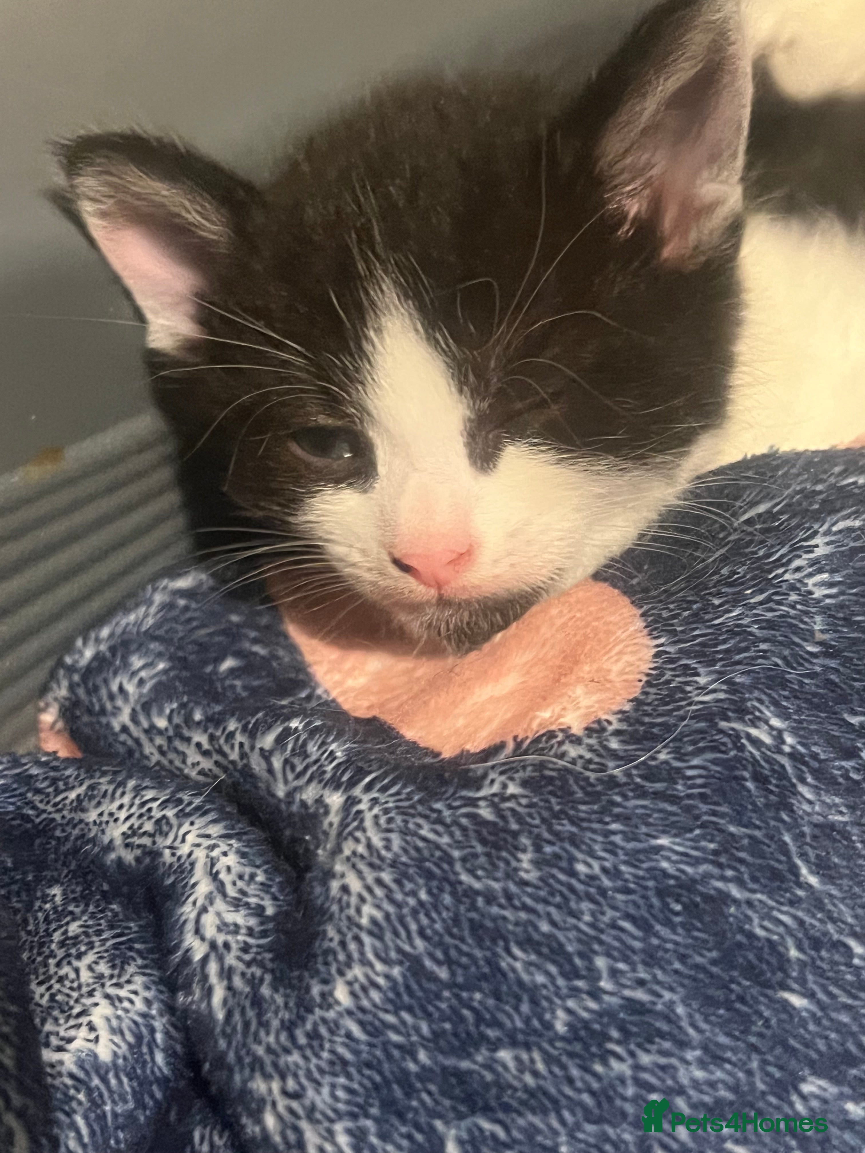 Mixed Breed cats Beautiful kittens looking for forever homes  - Advert 2