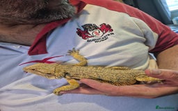 Bearded Dragon reptiles for sale: 2 bearded dragons - Image 2