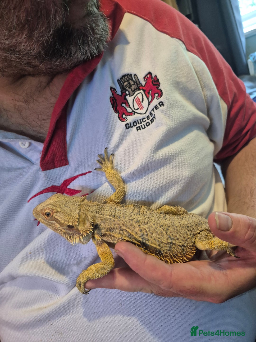 Bearded Dragon reptiles for sale: 2 bearded dragons - Image 2
