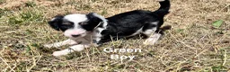 Mixed Breed dogs for sale: Lassie/Border Collie X Toy Poodle puppies - Advert 8
