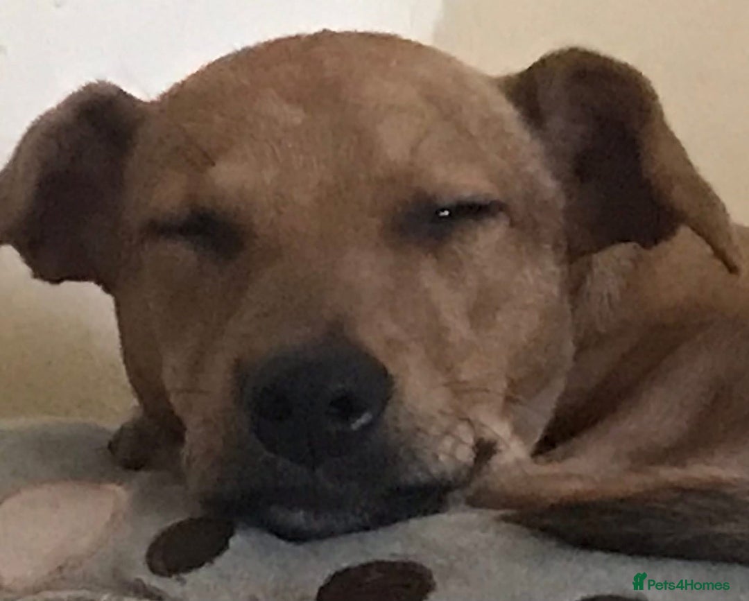 Mixed Breed dogs for sale: Alfie - Advert 15