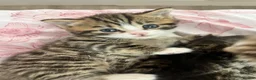 Siberian cats for sale: Gorgeous Fluffy Kittens! - Advert 12