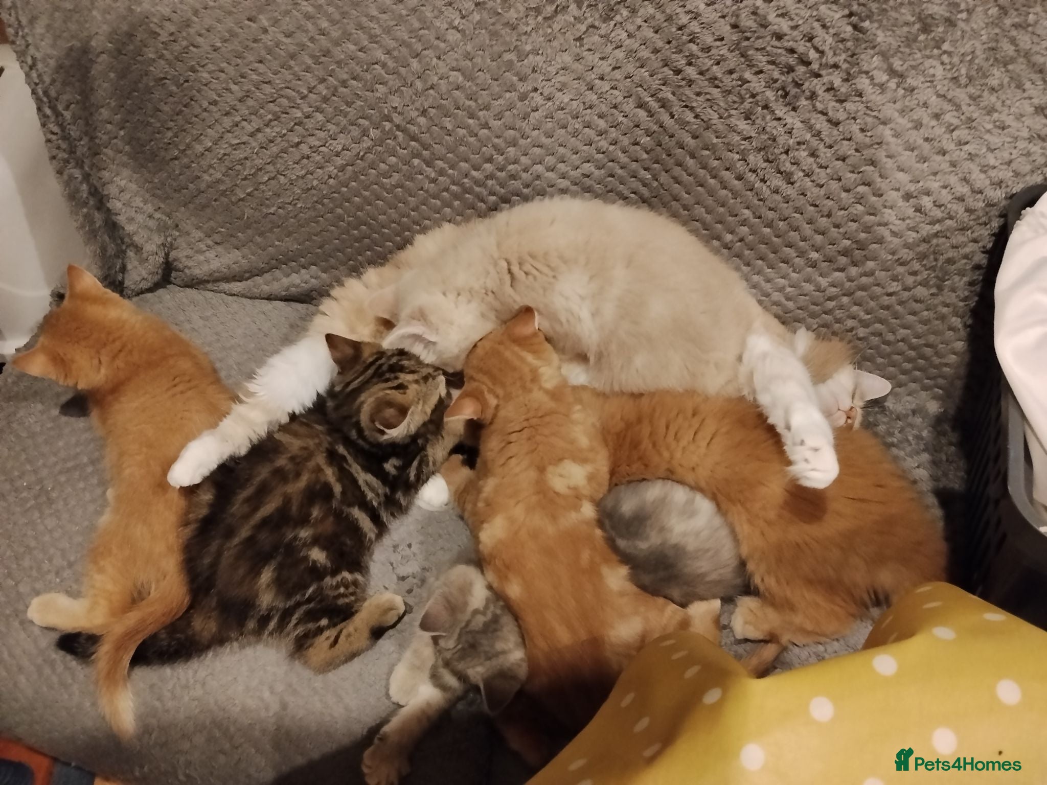 Mixed Breed cats Beautiful kittens looking for home  - Advert 4