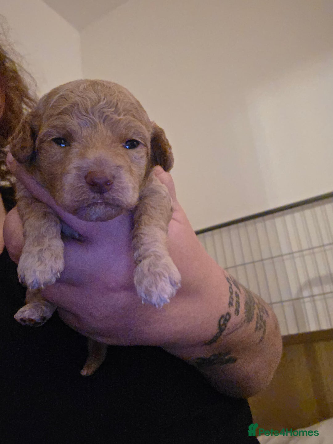 Cockapoo dogs for sale: 3 beautiful f1b cockapoo puppies  - Image 7