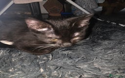 British Shorthair cats for sale: Male British shorthair/tabby kitten for free - Advert 3