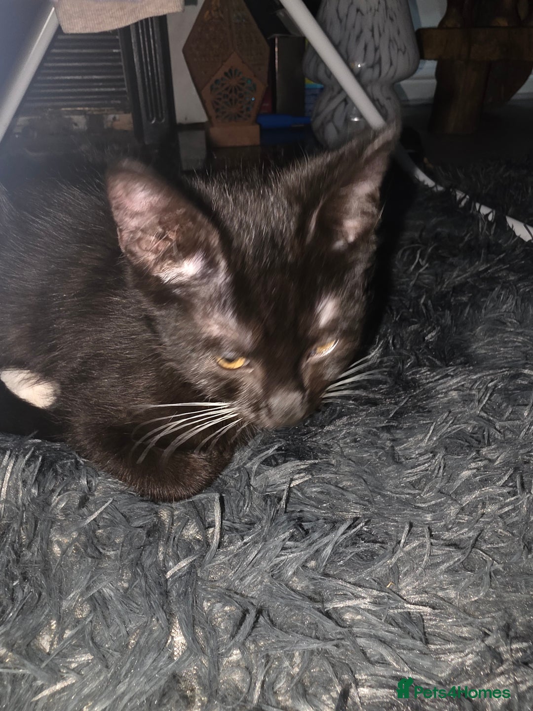 British Shorthair cats for sale: Male British shorthair/tabby kitten for free - Advert 3