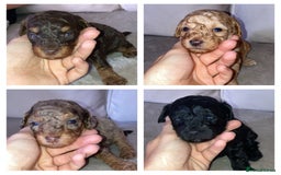 Cavapoo dogs for sale: 4 gorgeous boy cavapoos🐾 - Image 3
