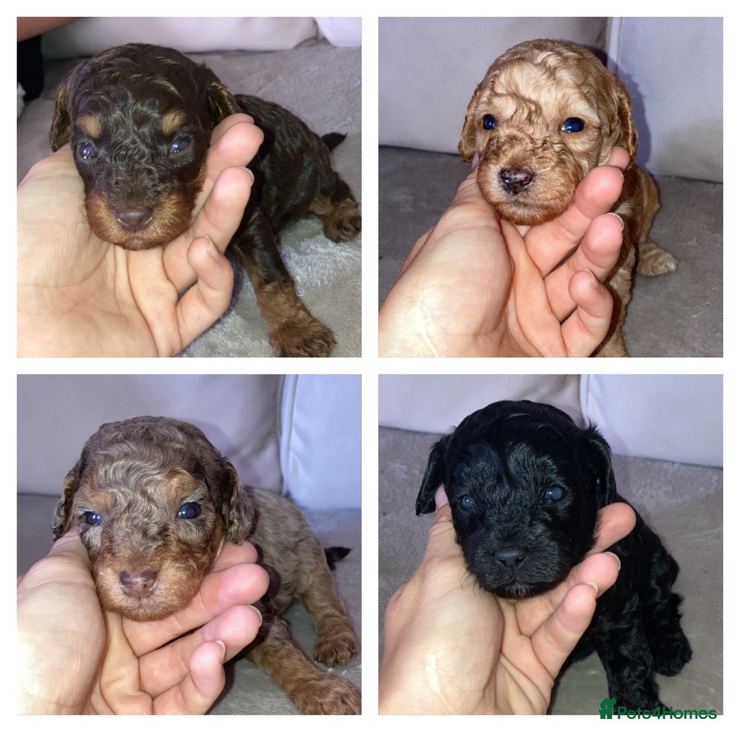Cavapoo dogs for sale: 4 gorgeous boy cavapoos🐾 - Image 3
