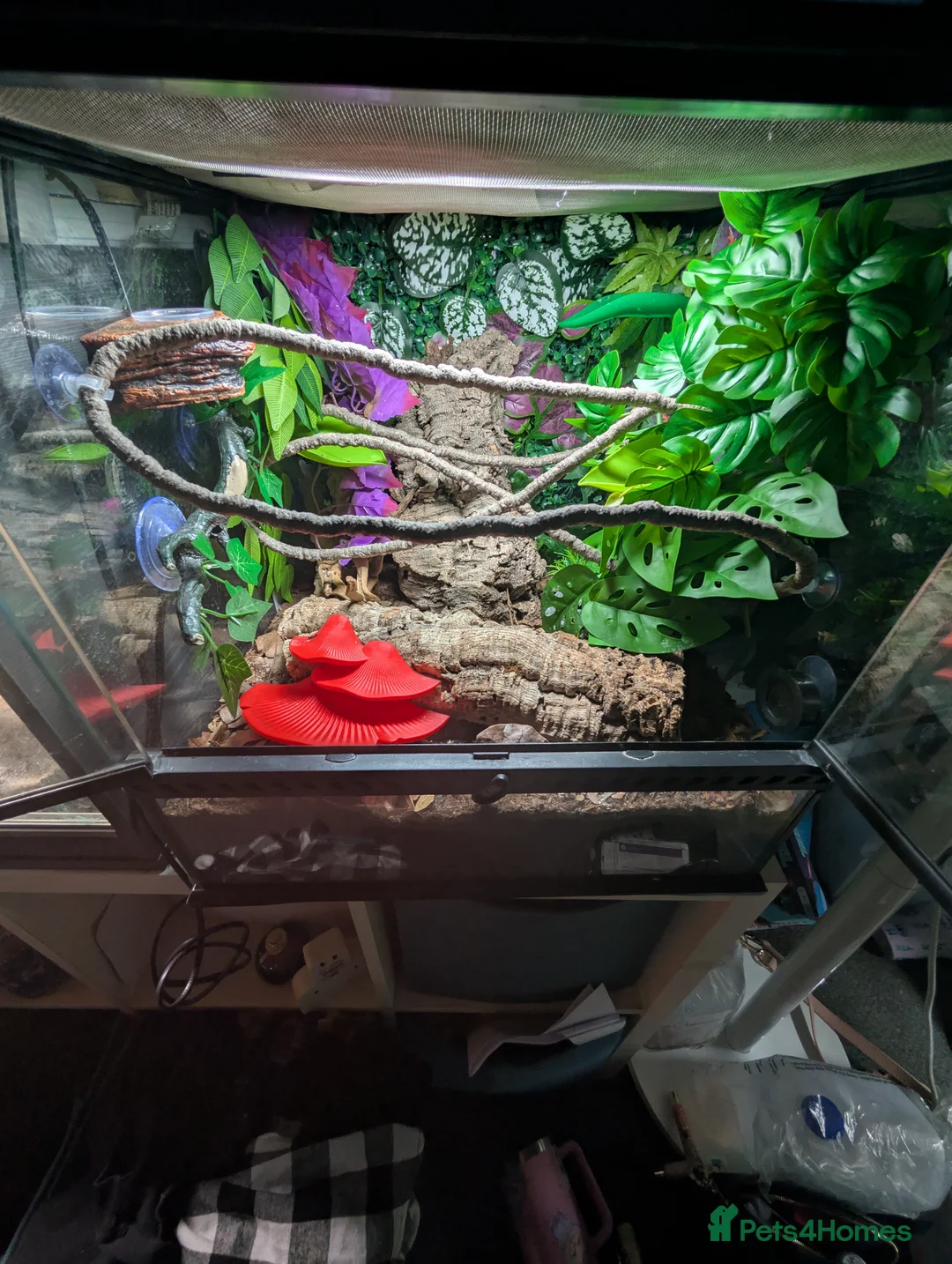 Gecko reptiles for sale: Unsexed Crested Gecko hatchling & full set up - Advert 11