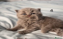 British Shorthair cats for sale: 🐱Adorable Rare Lilac British Shorthair Kittens - Image 14