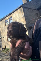 Cocker Spaniel dogs - Advert 9