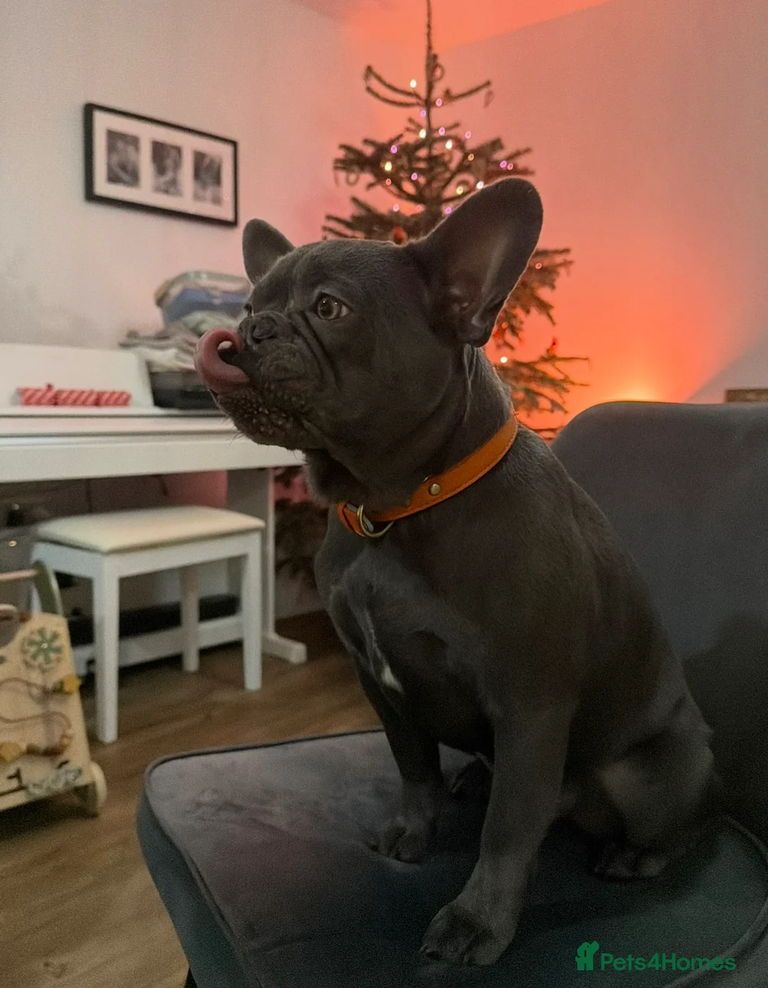 French Bulldog dogs for sale: Winston-1,5 years Frenchie looking for his home ❤️ - Advert 2