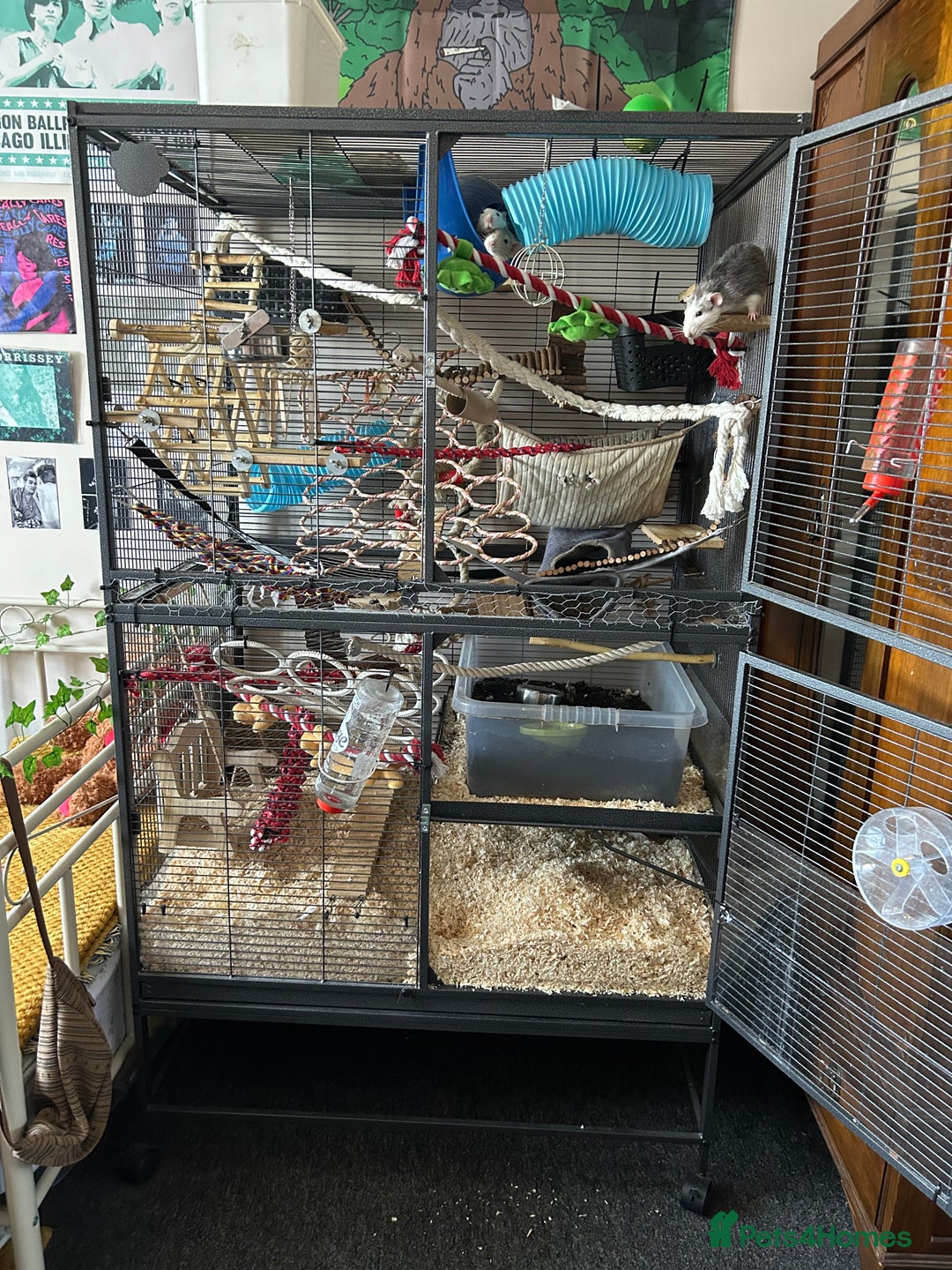 Rat rodents for sale: 3 male rats  - Image 1